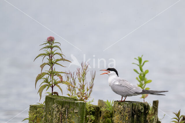 Common Tern (Sterna hirundo)