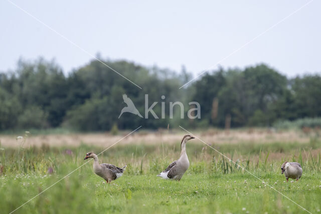 Zwaangans (Anser cygnoides)