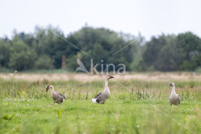 Zwaangans (Anser cygnoides)