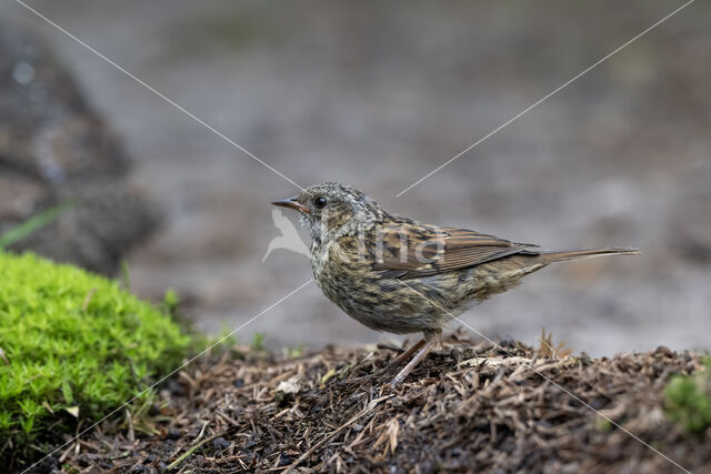 Heggemus (Prunella modularis)