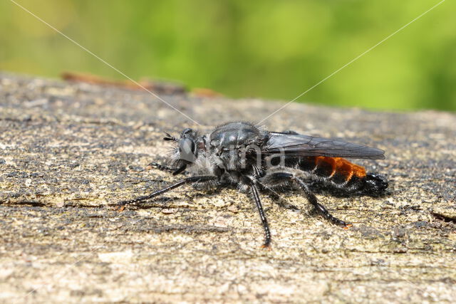 rode dennenstamjager (choerades gilva)