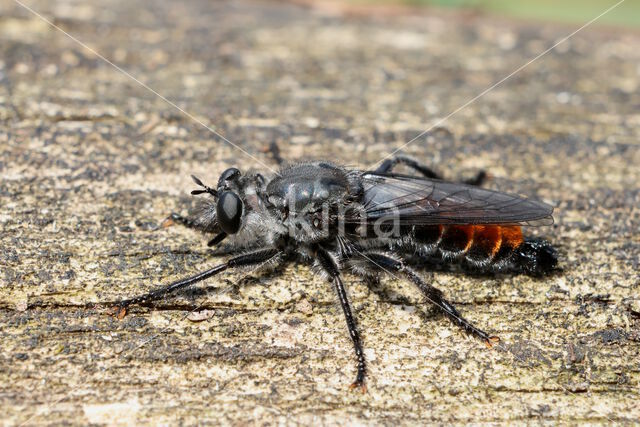 rode dennenstamjager (choerades gilva)