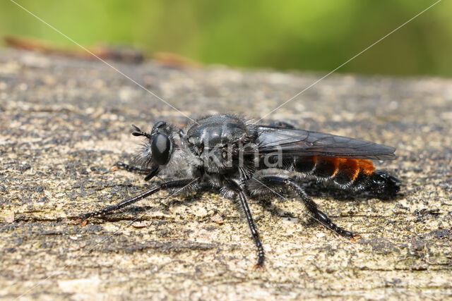 rode dennenstamjager (choerades gilva)