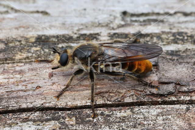 gouden dennenstamjager (choerades ignea)