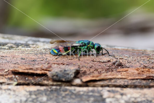 regenbooggoudwesp (chrysis equestris)