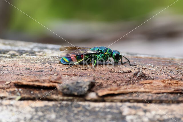 regenbooggoudwesp (chrysis equestris)