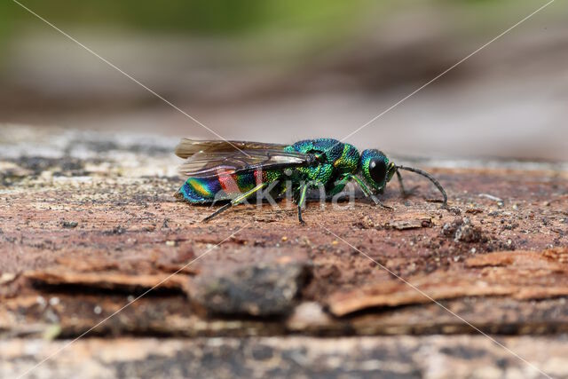 regenbooggoudwesp (chrysis equestris)