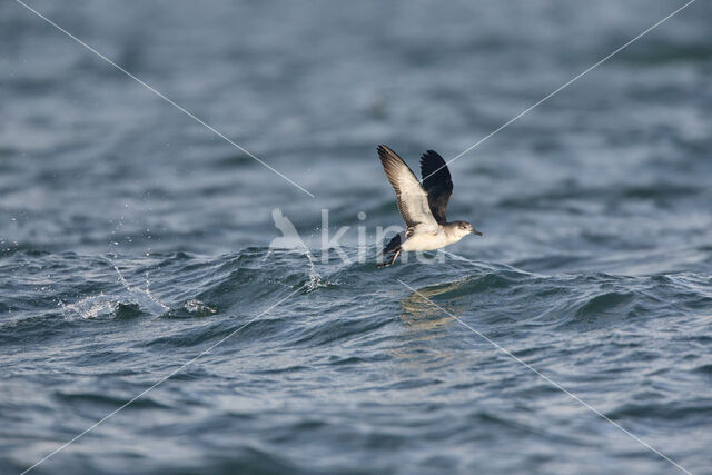 Noordse Pijlstormvogel (Puffinus puffinus)