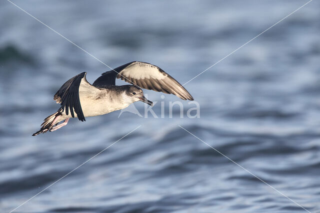 Noordse Pijlstormvogel (Puffinus puffinus)