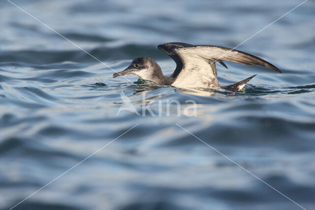 Noordse Pijlstormvogel (Puffinus puffinus)