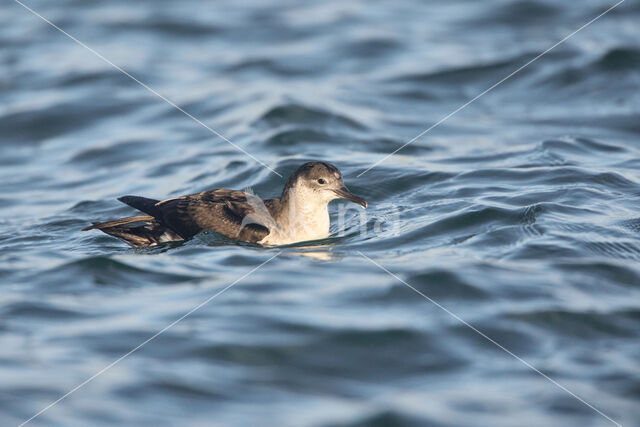 Noordse Pijlstormvogel (Puffinus puffinus)