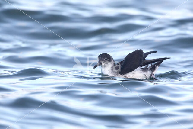 Noordse Pijlstormvogel (Puffinus puffinus)