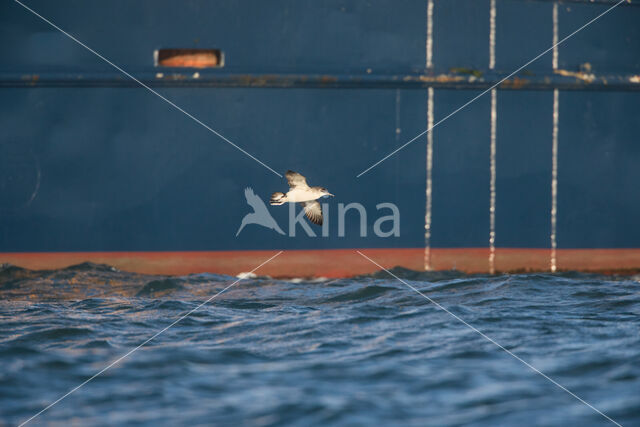 Noordse Pijlstormvogel (Puffinus puffinus)