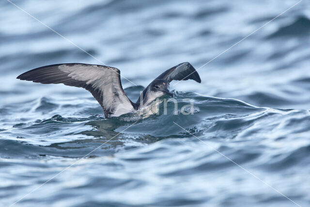 Noordse Pijlstormvogel (Puffinus puffinus)