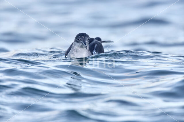 Noordse Pijlstormvogel (Puffinus puffinus)