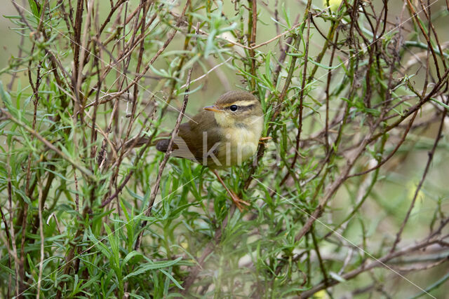 Raddes Boszanger (Phylloscopus schwarzi)