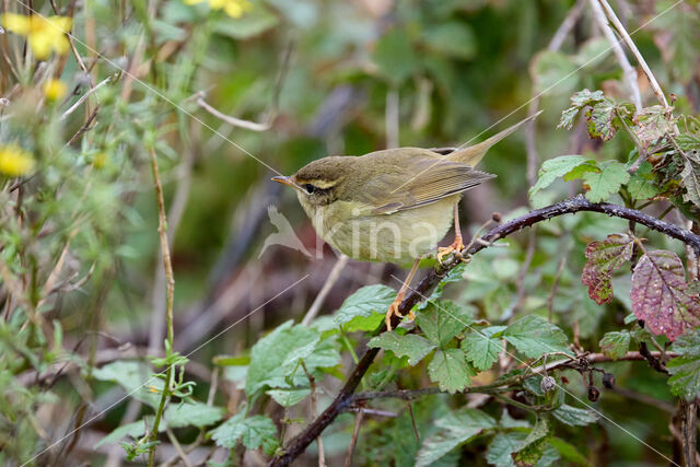 Raddes Boszanger (Phylloscopus schwarzi)