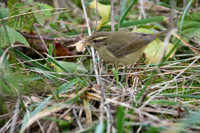 Raddes Boszanger (Phylloscopus schwarzi)