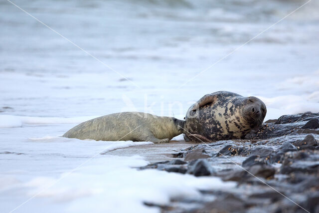 Grijze zeehond