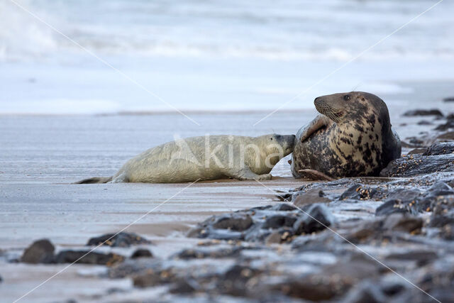 Grijze zeehond