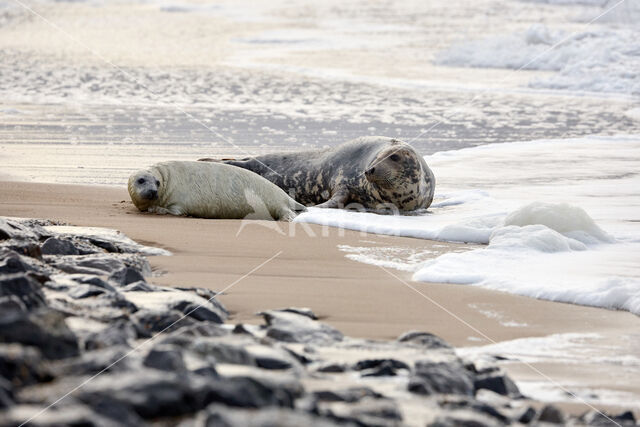 Grijze zeehond