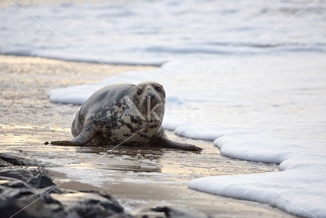 Grijze zeehond