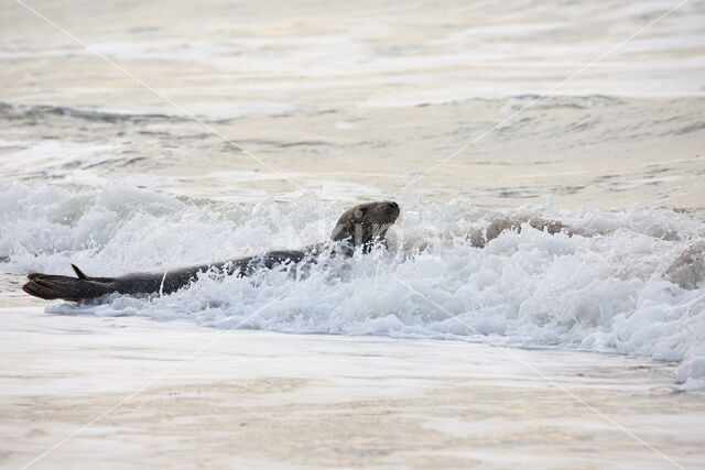 Grijze zeehond