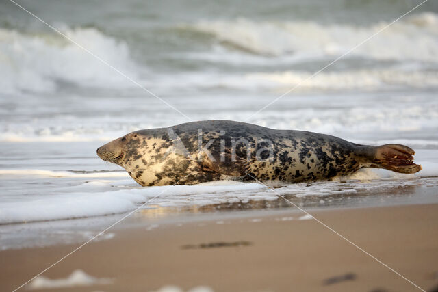 Grijze zeehond