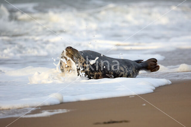 Grijze zeehond