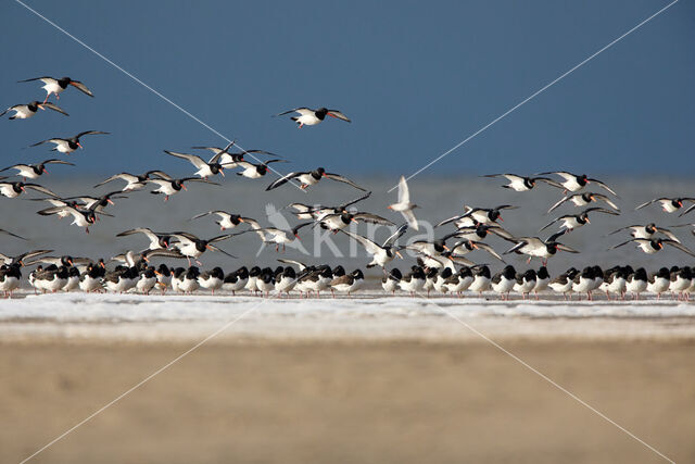 Oystercatcher (Haematopus ostralegus)