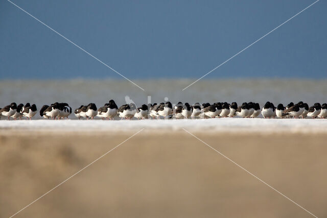 Oystercatcher (Haematopus ostralegus)