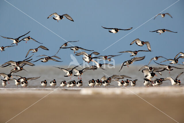 Oystercatcher (Haematopus ostralegus)