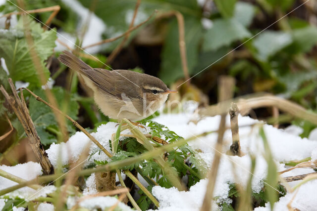 Bruine Boszanger (Phylloscopus fuscatus)