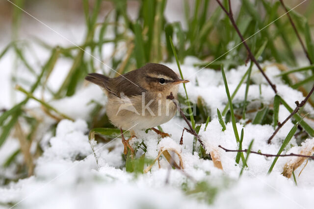 Bruine Boszanger (Phylloscopus fuscatus)