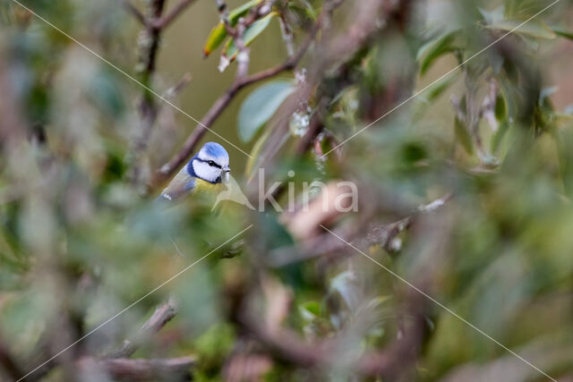 Blue Tit (Parus caeruleus)