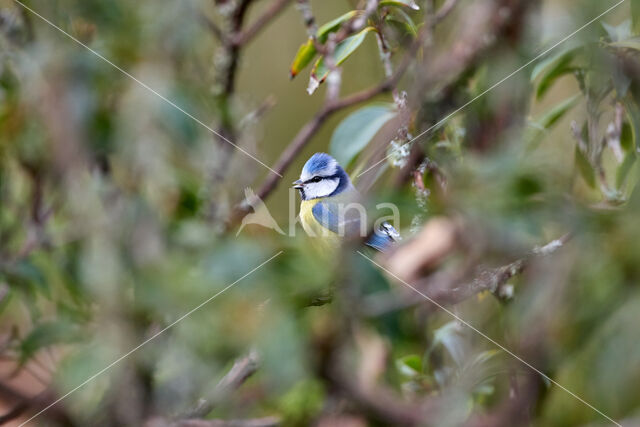 Blue Tit (Parus caeruleus)