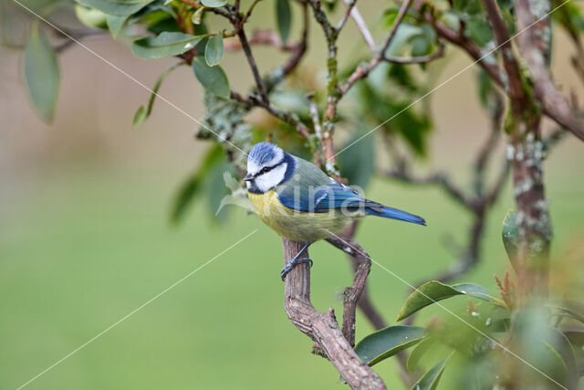 Blue Tit (Parus caeruleus)