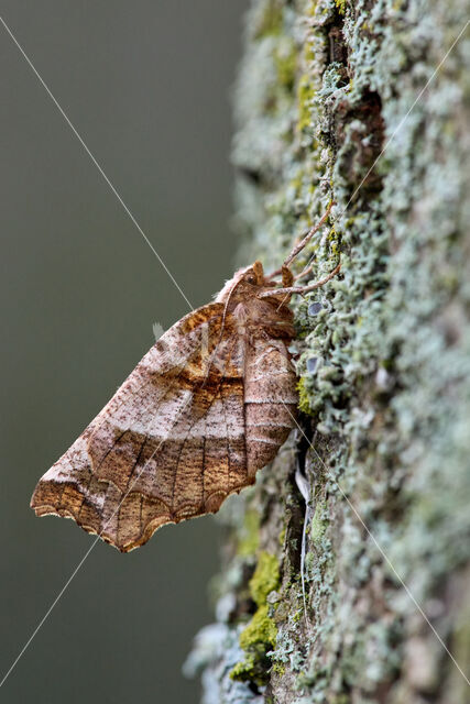 Herculesje (Selenia dentaria)