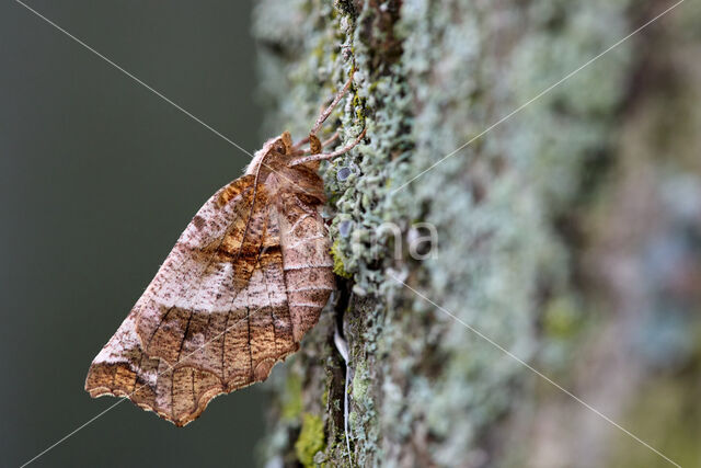 Herculesje (Selenia dentaria)