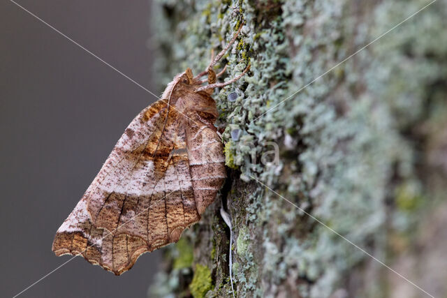 Herculesje (Selenia dentaria)