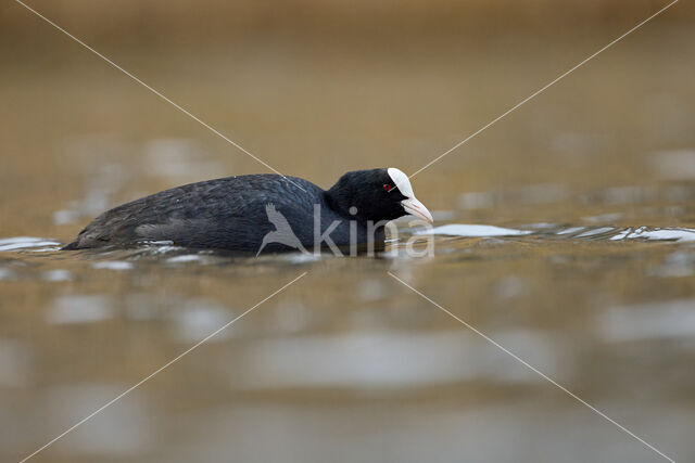 Meerkoet (Fulica atra)