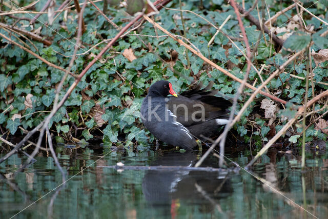 Waterhoen (Gallinula chloropus)