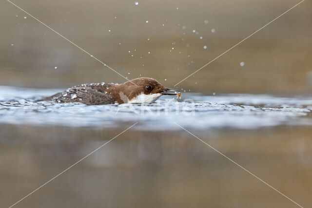 White-throated Dipper (Cinclus cinclus)