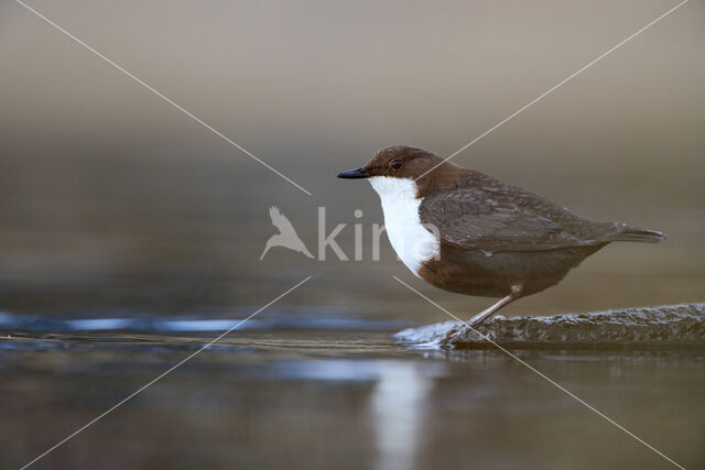 White-throated Dipper (Cinclus cinclus)