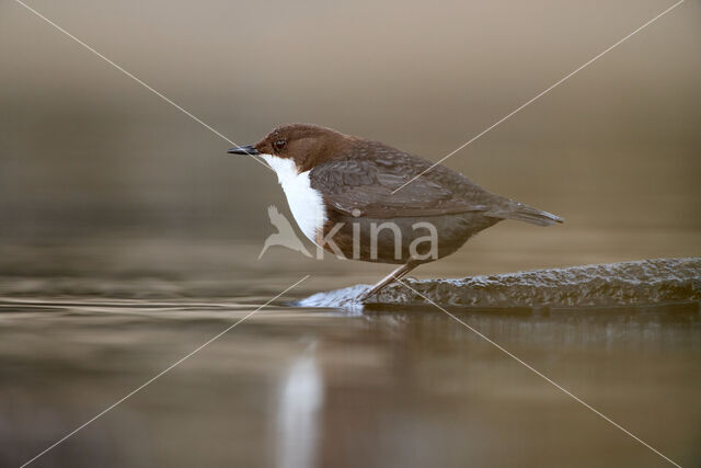 White-throated Dipper (Cinclus cinclus)