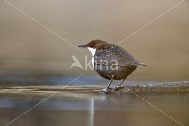 White-throated Dipper (Cinclus cinclus)