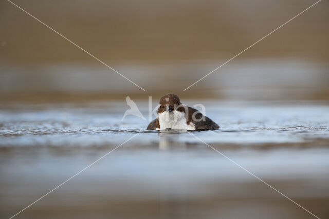 White-throated Dipper (Cinclus cinclus)