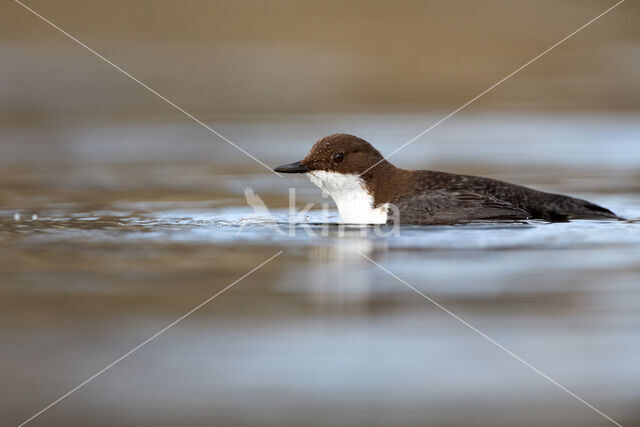 White-throated Dipper (Cinclus cinclus)