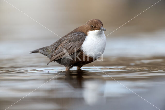 Waterspreeuw (Cinclus cinclus)