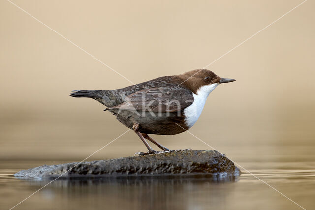 White-throated Dipper (Cinclus cinclus)